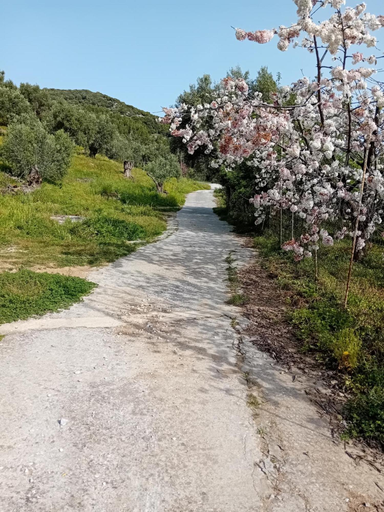 Villa Krini Skiathos by Eksteriør billede
